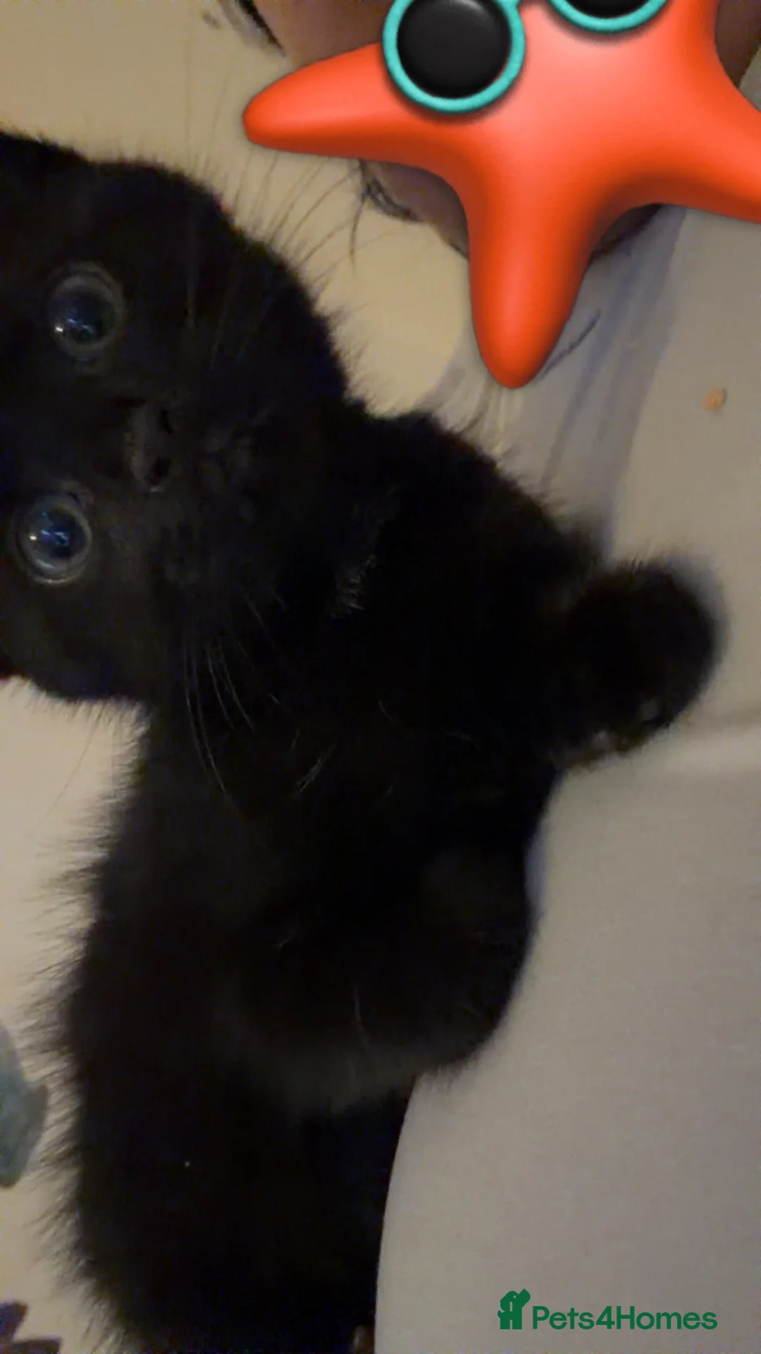 Domestic Shorthair cats for sale: Shadow, black domestic short hair  in Southampton - Advert 1