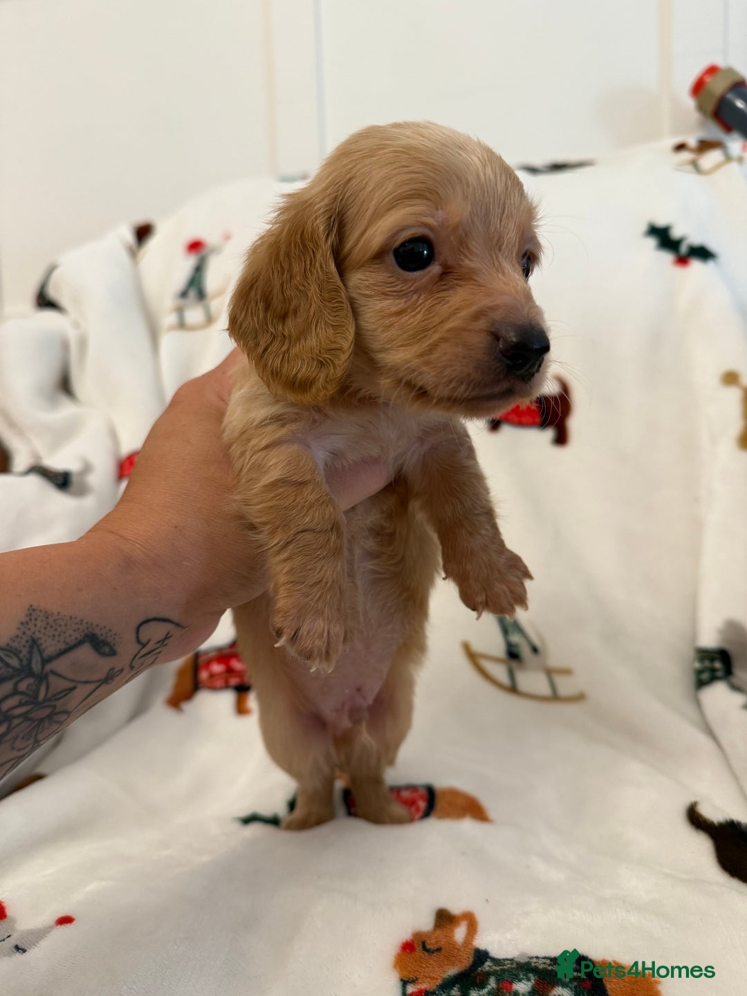 Miniature Dachshund dogs for sale: Beautiful Cream Longcoats Miniature Dachshund  - Advert 16