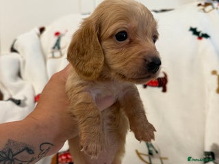 Miniature Dachshund dogs Beautiful Cream Longcoats Miniature Dachshund - Advert 2