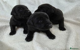 Labrador Retriever dogs for sale: 🐾 Adorable Black Labrador Puppies Ready Soon 🖤🐾 - Image 6