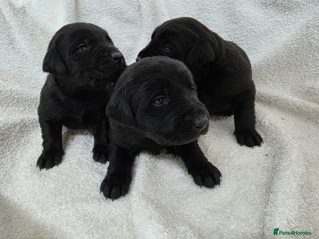 Labrador Retriever dogs for sale: 🐾 Adorable Black Labrador Puppies Ready Soon 🖤🐾 - Image 6