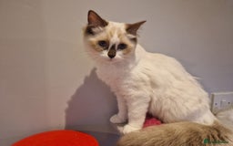 Ragdoll cats for sale: Gorgeous GCCF Ragdoll kittens READY NOW!!! - Image 16