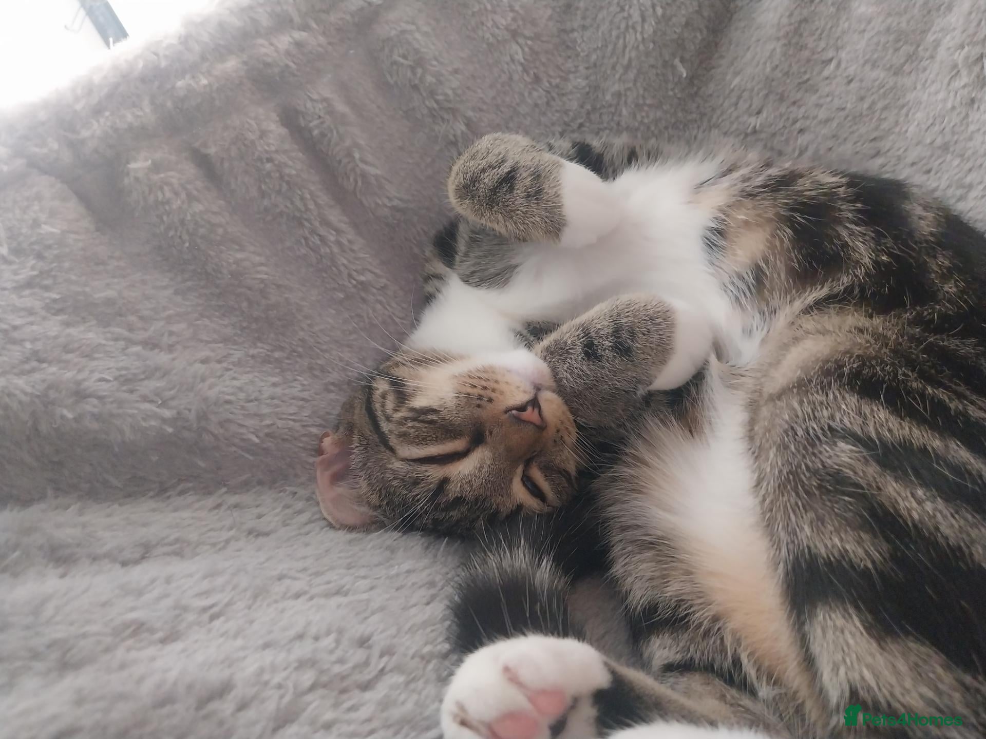 Mixed Breed cats  Sweet girl kitten is looking for loving home  - Advert 1