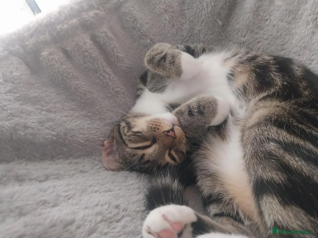 Mixed Breed cats for sale:  Sweet girl kitten is looking for loving home  - Advert 1