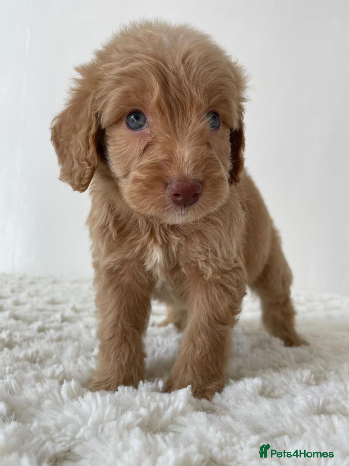 Cockapoo dogs Cockapoo Puppies  - Advert 7