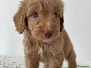 Cockapoo dogs Cockapoo Puppies - Advert 7
