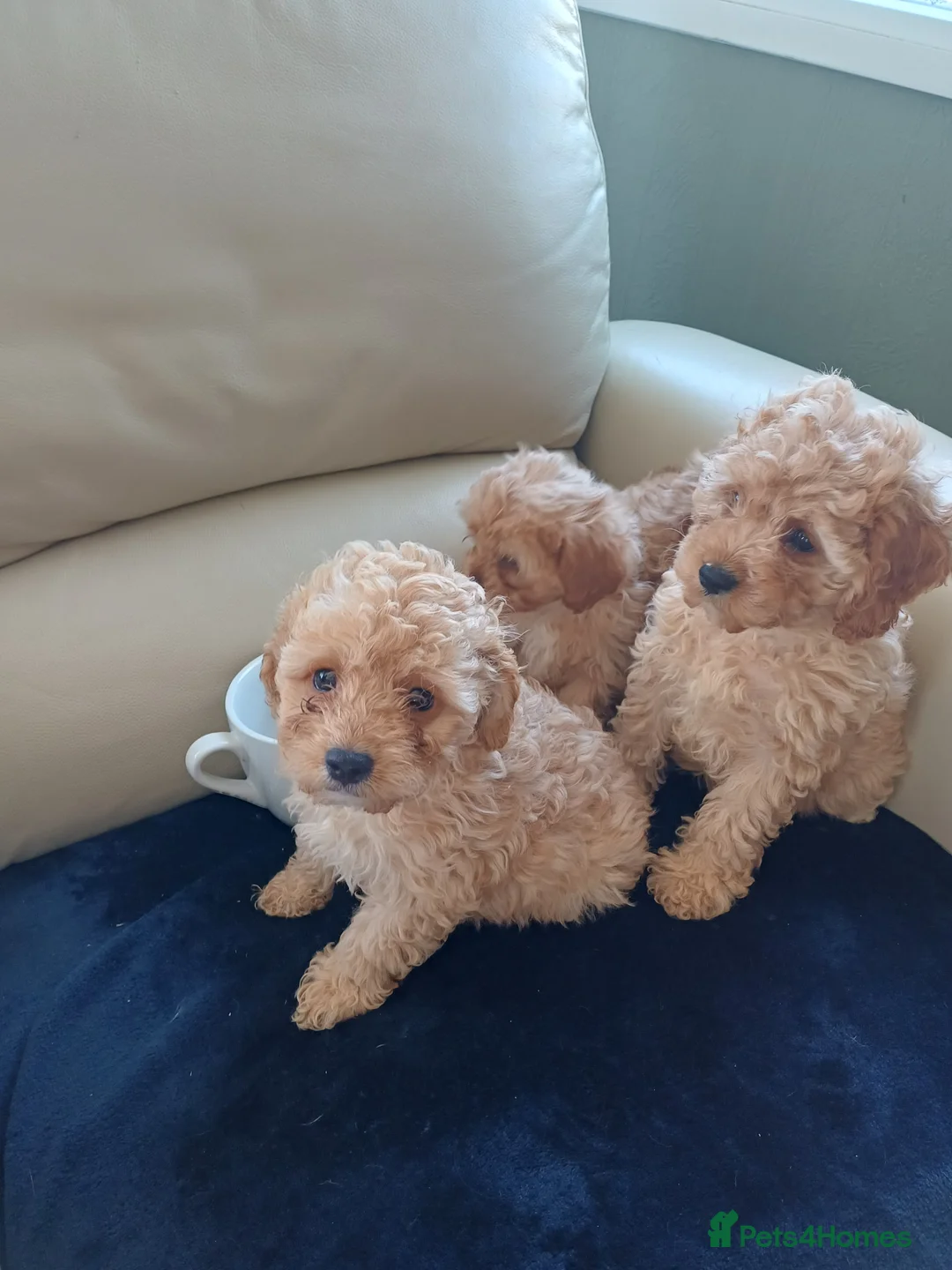 Cavapoo dogs for sale: F2B generation  cavapoo puppy's  in Baldock - Advert 7
