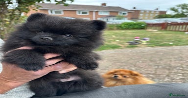 Pomeranian dogs - Advert 7