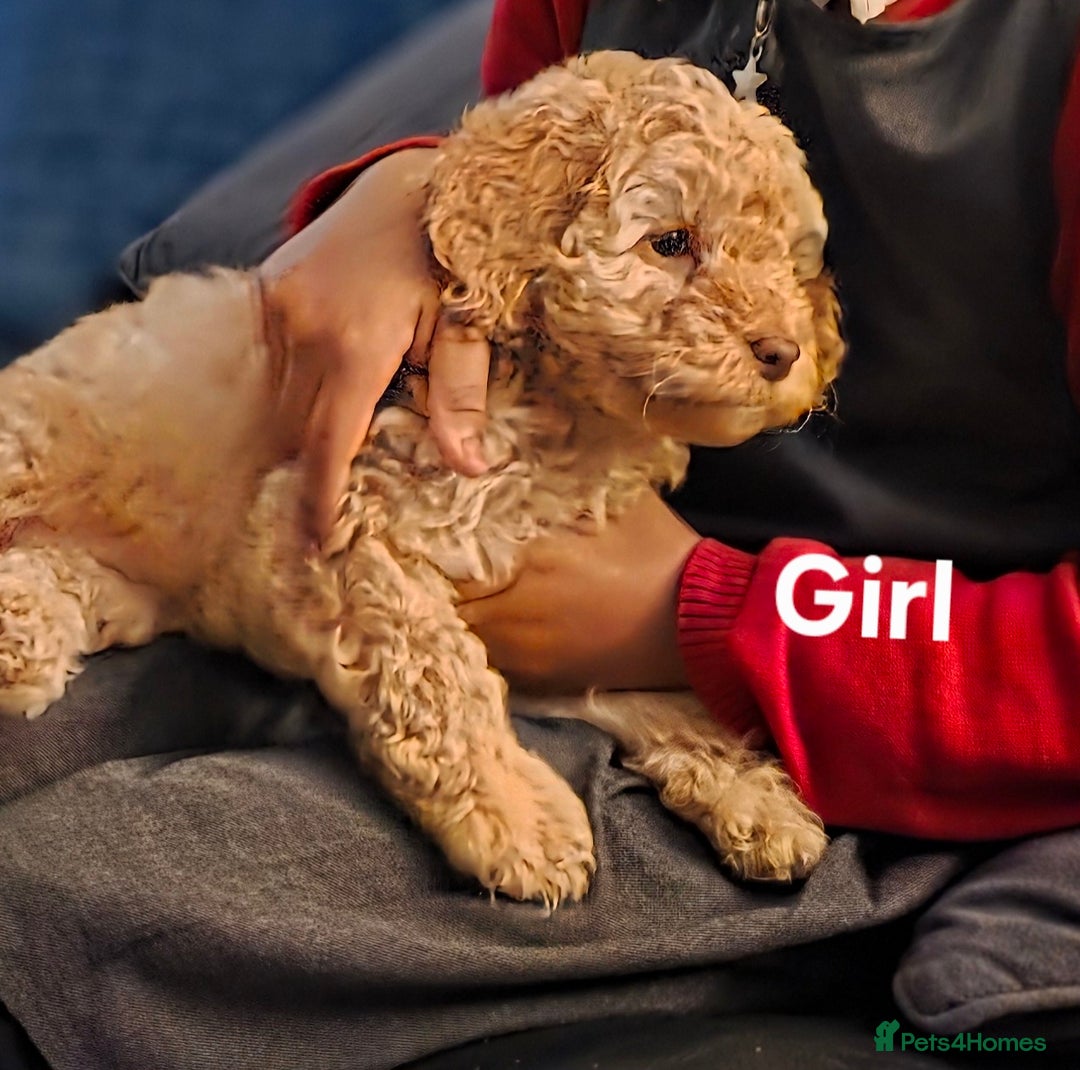 Cockapoo dogs for sale: Cockapoo puppies FB1 miniature poodle X Cockapoo  - Advert 8