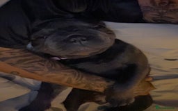 French Bulldog dogs for sale: 11 month old female french bulldog - Image 6
