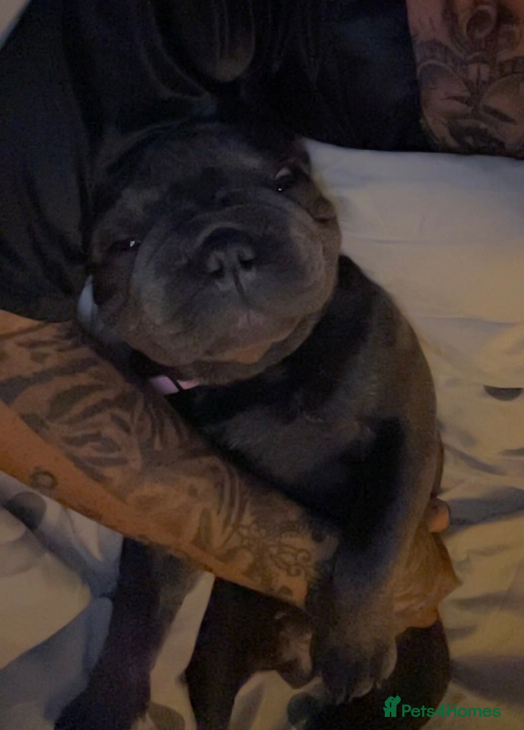 French Bulldog dogs for sale: 11 month old female french bulldog - Image 6