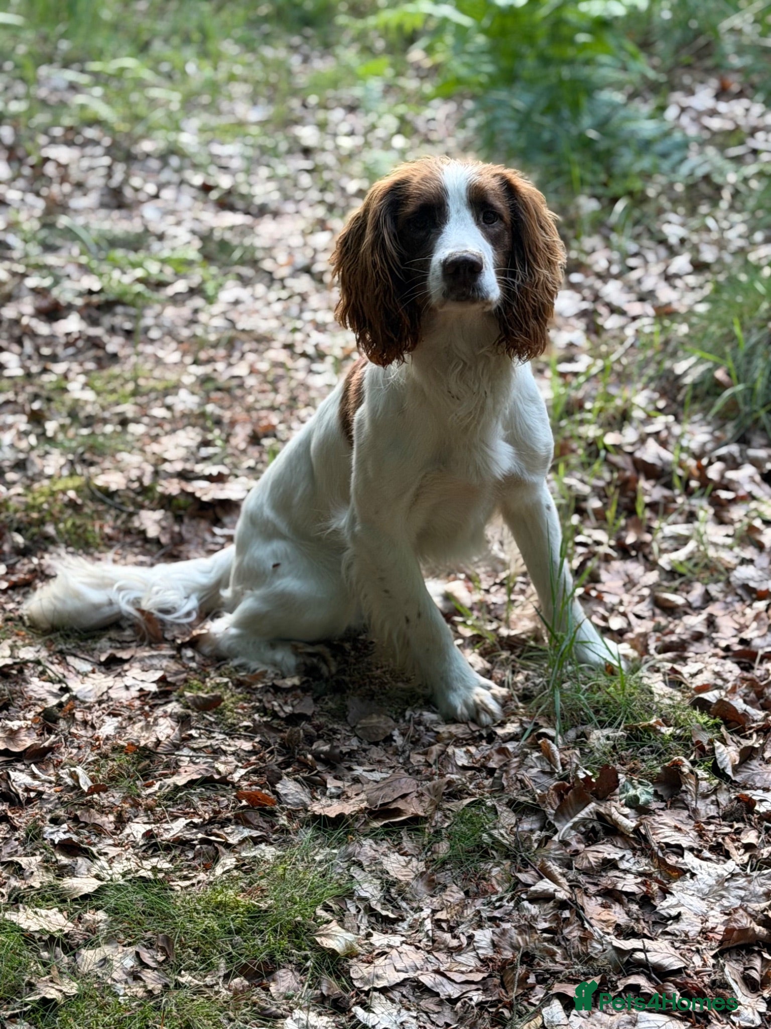 English Springer Spaniel dogs Field Trail Winning Springer Dog for Stud  - Advert 1