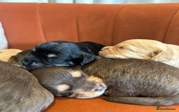 Cavapoo dogs for sale: Cute Cavapoo Puppies Ready for Loving Homes!  - Image 4