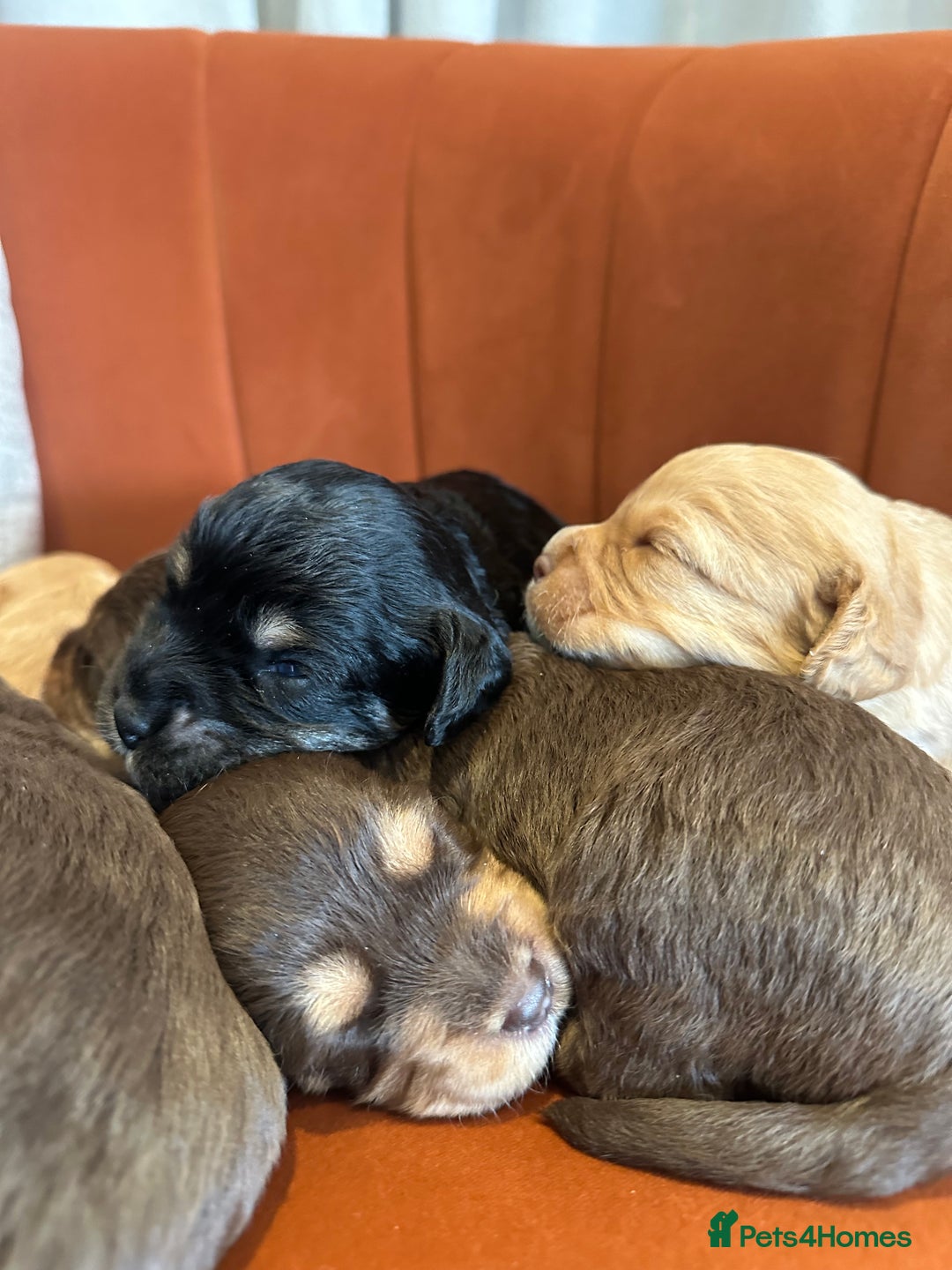 Cavapoo dogs for sale: Cute Cavapoo Puppies Ready for Loving Homes!  - Image 4