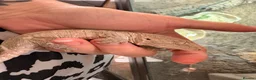 Gecko reptiles for sale: Lychee gecko - Advert 1