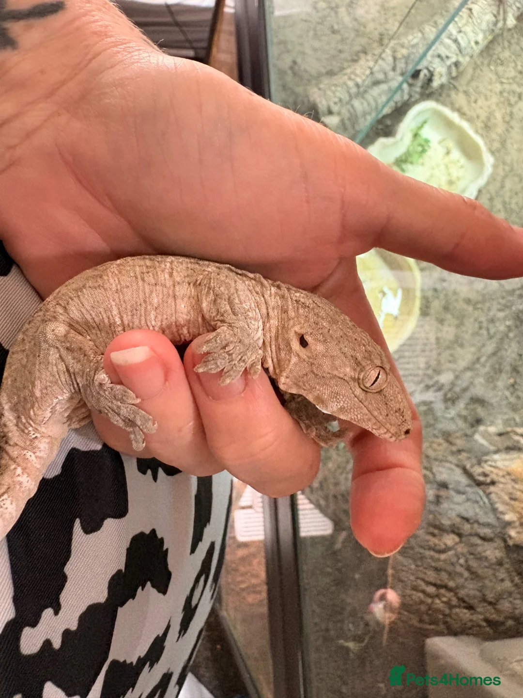 Gecko reptiles for sale: Lychee gecko - Advert 1