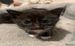 Domestic Shorthair cats for sale: Kittens for sale - Image 8