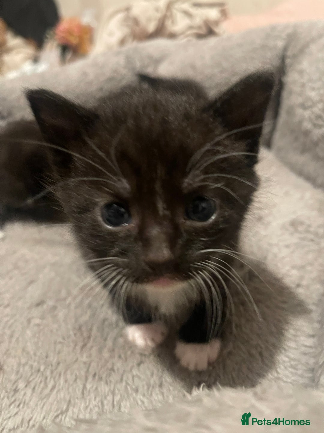 Domestic Shorthair cats for sale: Kittens for sale - Image 8