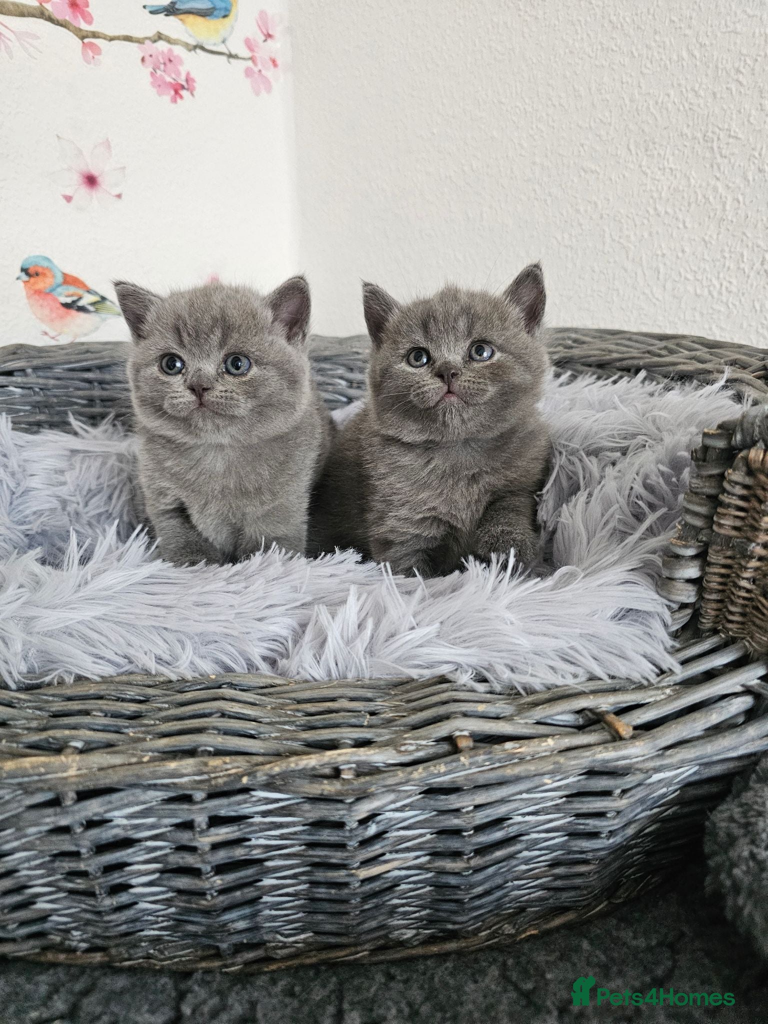 British Shorthair cats British Shorthair Kittens - Advert 3