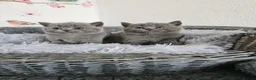 British Shorthair cats for sale: British Shorthair Kittens - Advert 1
