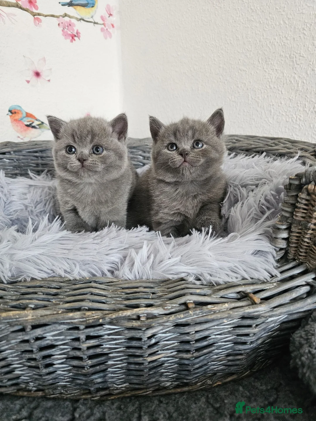 British Shorthair cats for sale: British Shorthair Kittens - Advert 1