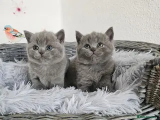 British Shorthair cats British Shorthair Kittens - Advert 3