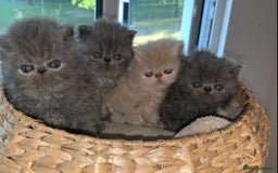 Persian cats for stud: GCCF Active Persian GingerRed cream Garfield stud  in Gerrards Cross - Image 18