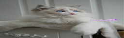 Ragdoll cats for sale: Exquisite High-End Quality Ragdolls Lynx / Bicolor - Advert 13