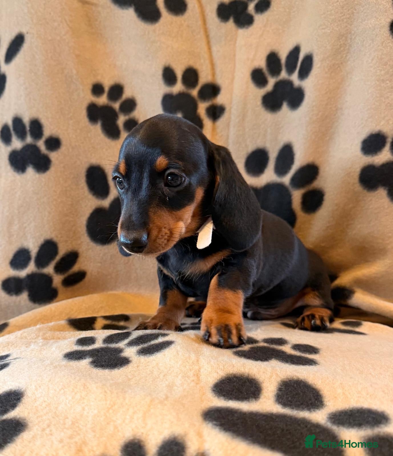 Miniature Dachshund dogs Beautiful Miniature Dachsund Puppies - Advert 1