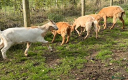 Goats livestock for sale: 2x 2025 Boer x RGG Wether - Image 3