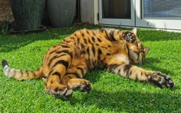 Bengal cats for sale: Female bengal 3.5 years - great with kids - spayed - Image 3