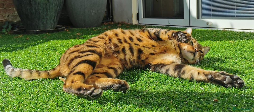 Bengal cats for sale: Female bengal 3.5 years - great with kids - spayed - Image 3