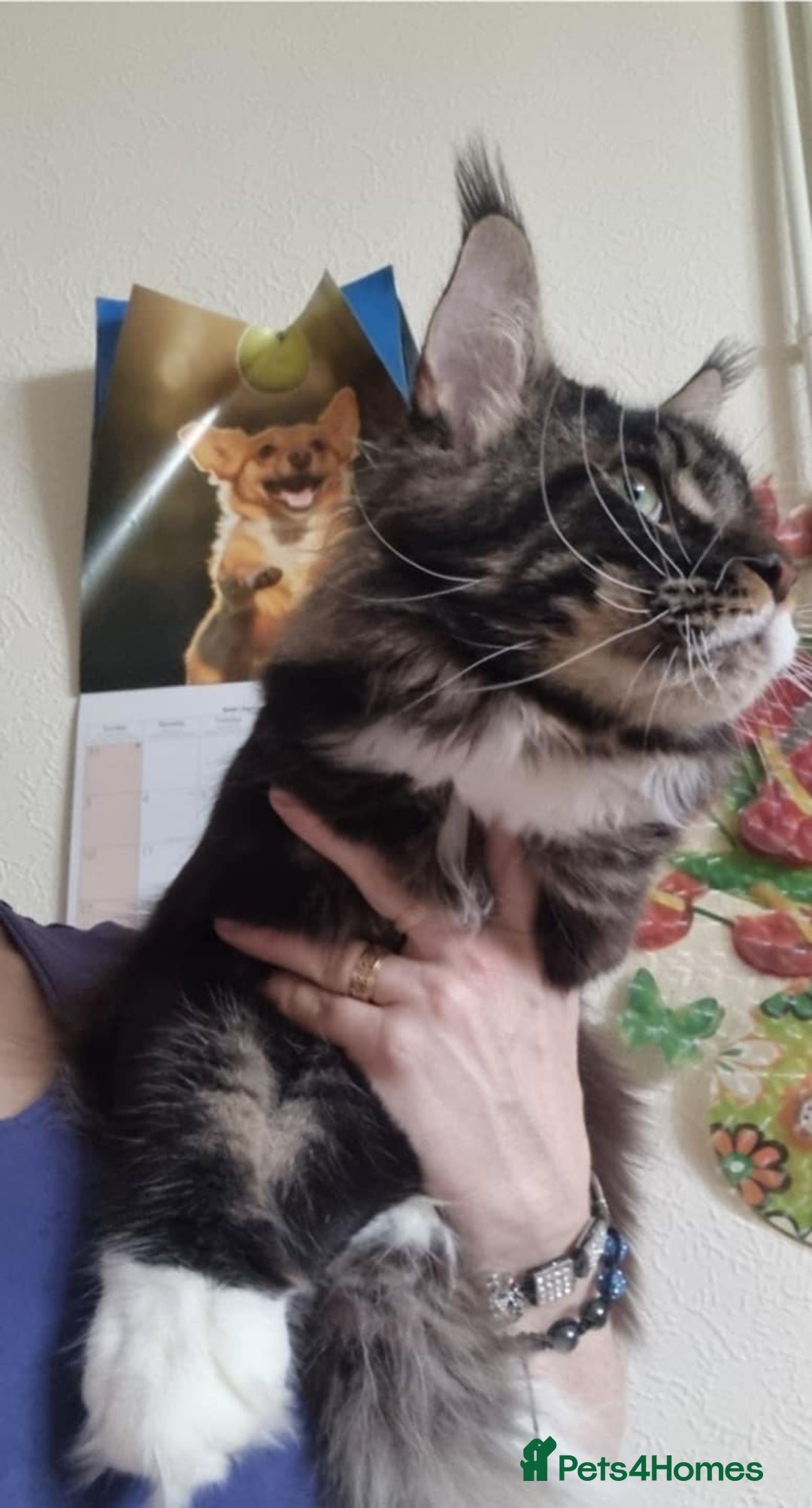Maine Coon cats for sale: Gorgeous Male Maine Coon  - Image 6