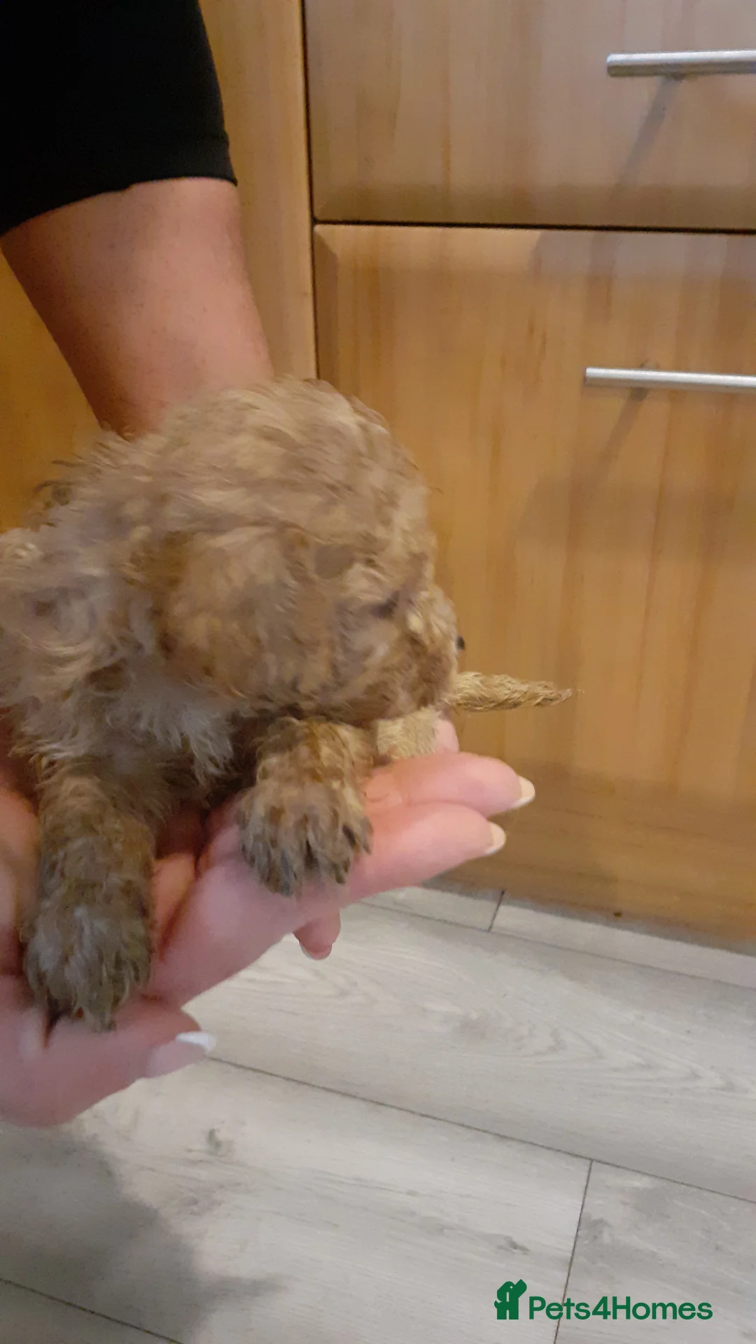 Cavapoo dogs for sale: Cavapoo pups for sale - Advert 6