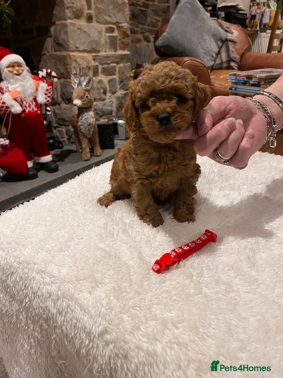 Toy Poodle dogs for sale: Stunning  Red Toy Poodle  puppies  - Advert 13