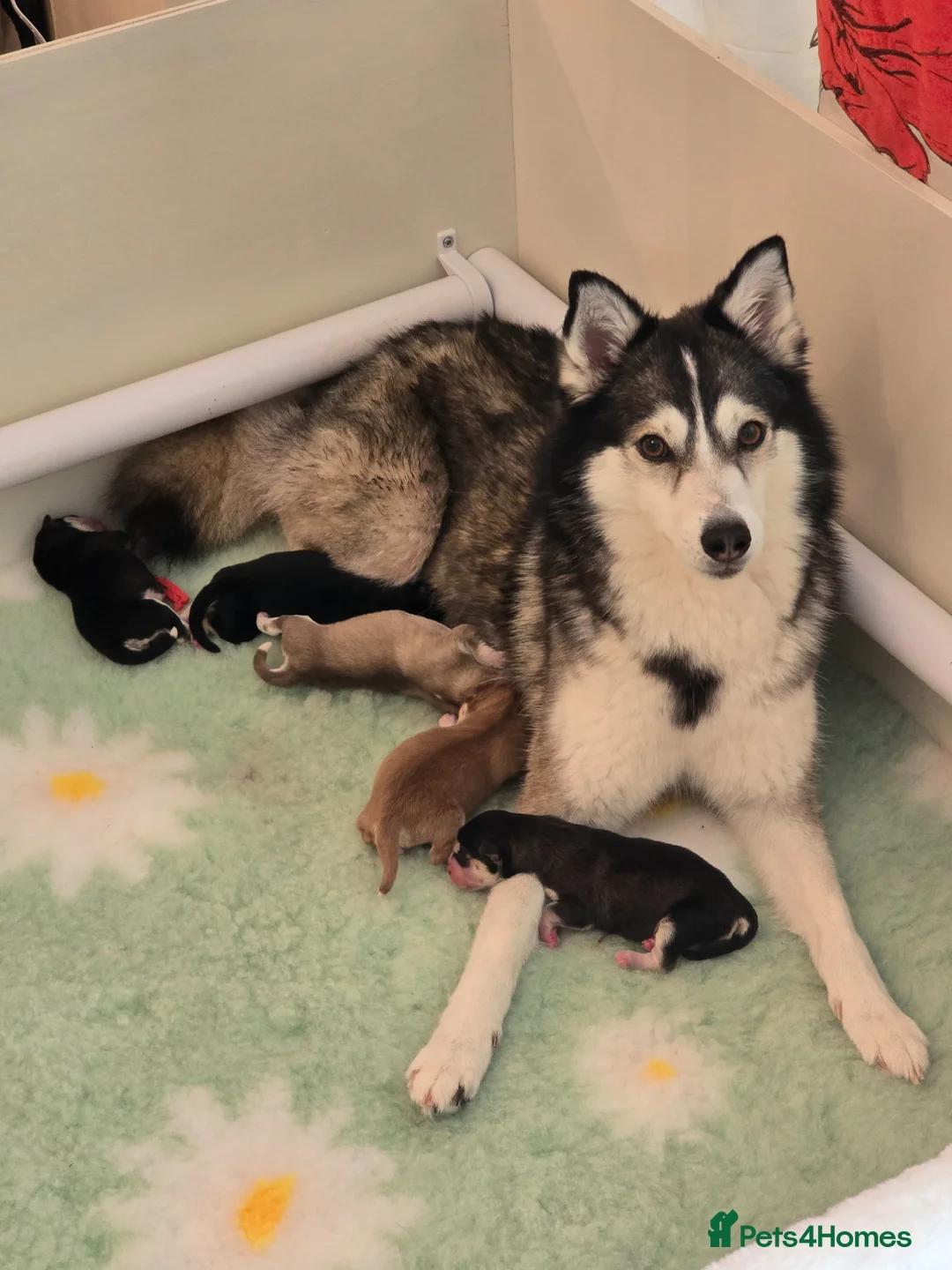 Pomsky dogs for sale: FIVE STUNNING POMSKY PUPPIES  - Advert 1