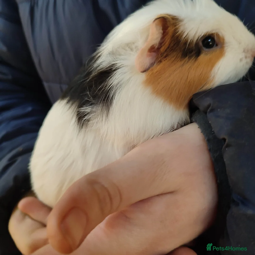 Guinea Pig rodents for sale: Guinea pigs for sale  - Advert 4