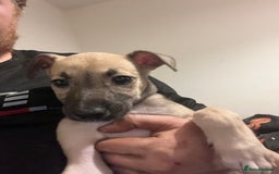 Mixed Breed dogs for sale: Akita x lurcher  - Advert 9