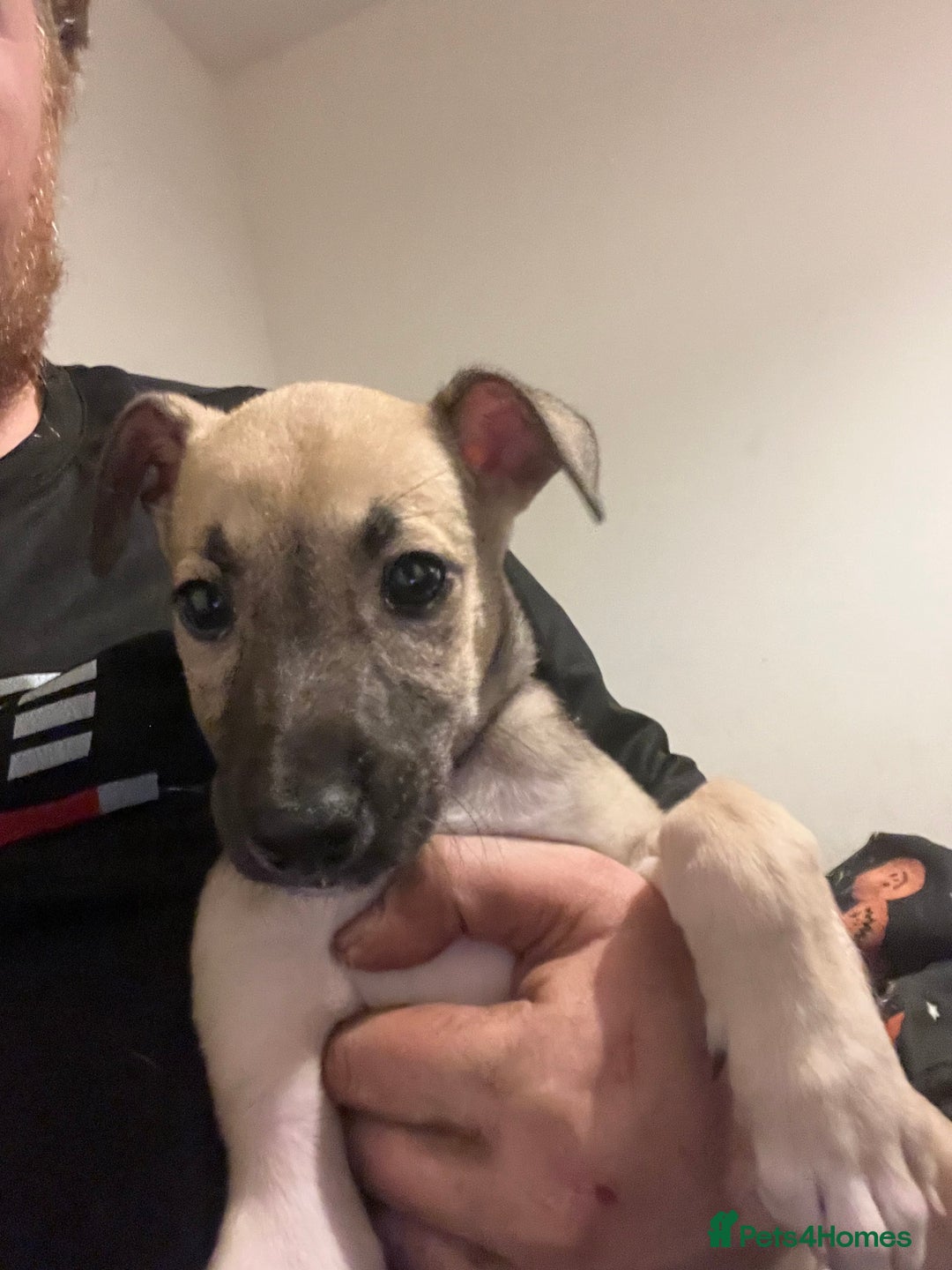 Mixed Breed dogs for sale: Akita x lurcher  - Advert 9