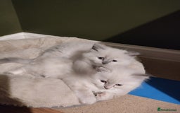 Siberian cats for sale: Siberian Neva Masquerade kittens - Image 9