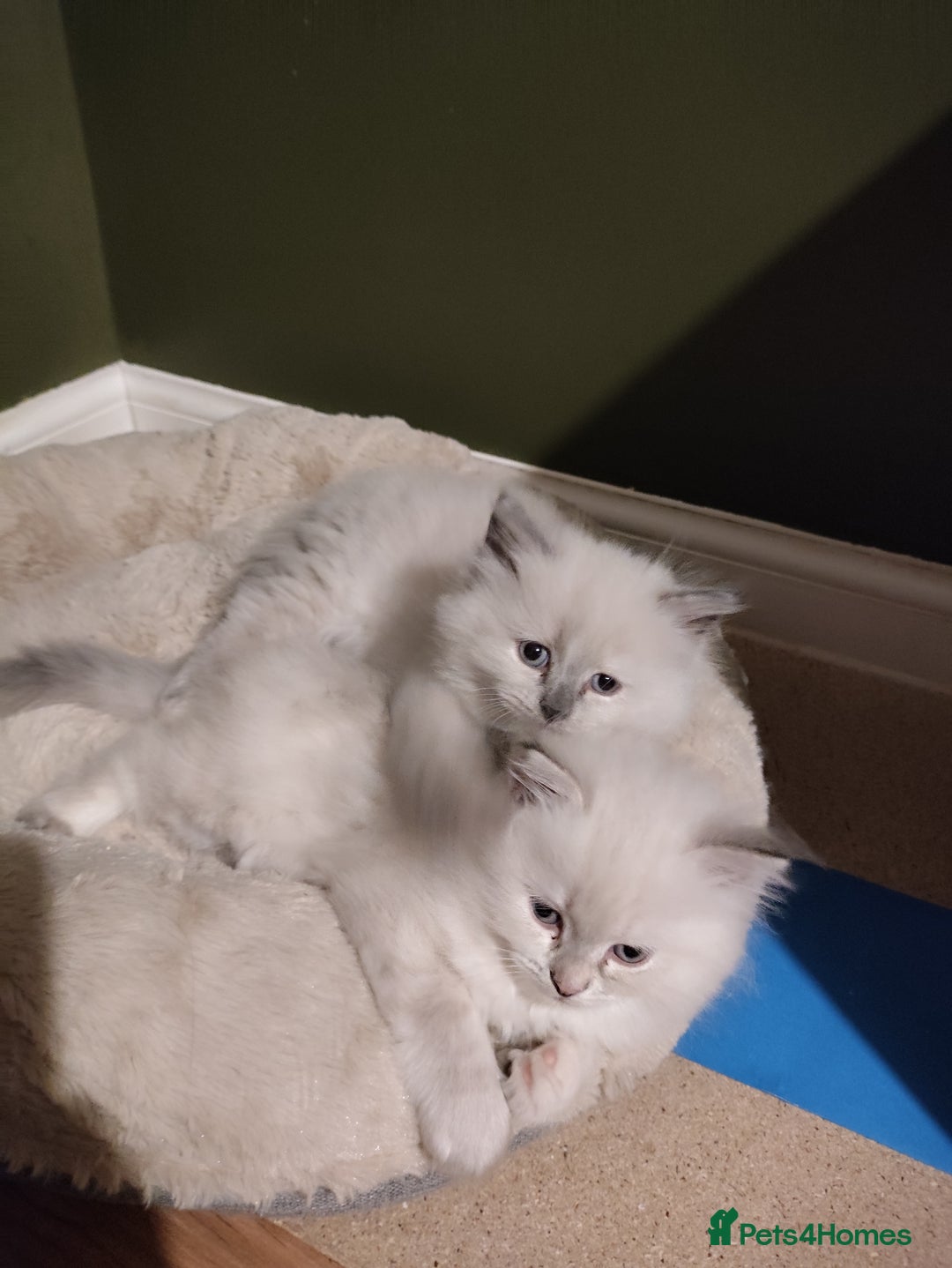 Siberian cats for sale: Siberian Neva Masquerade kittens - Image 9