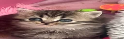 Persian cats for sale: Beautiful Persian boy - Advert 4