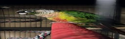 Conures birds for sale: Green check yellow sided conure , with xl cage - Advert 1