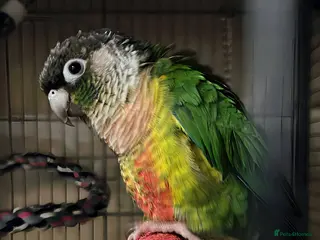 Conures birds Green check yellow sided conure , with xl cage - Advert 2