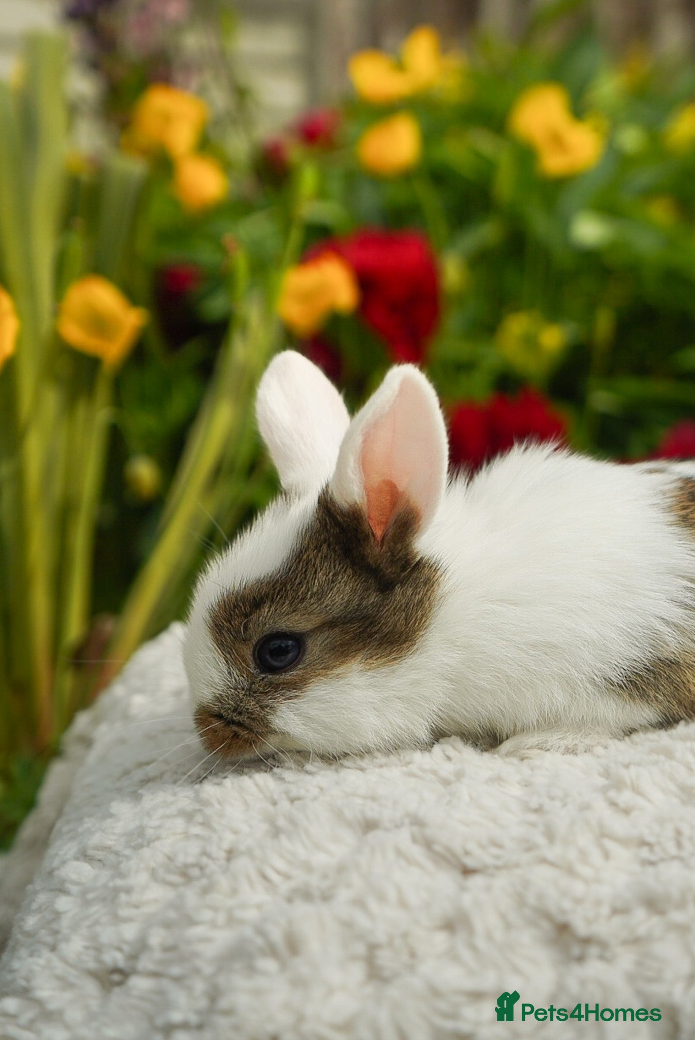 Mixed Breed rabbits for sale: Gen 1 plushy’s (mini Rex x mini lop) - Advert 6