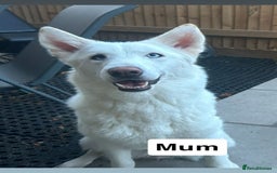 Siberian Husky dogs for sale: Beautiful Husky Pups  - Image 8