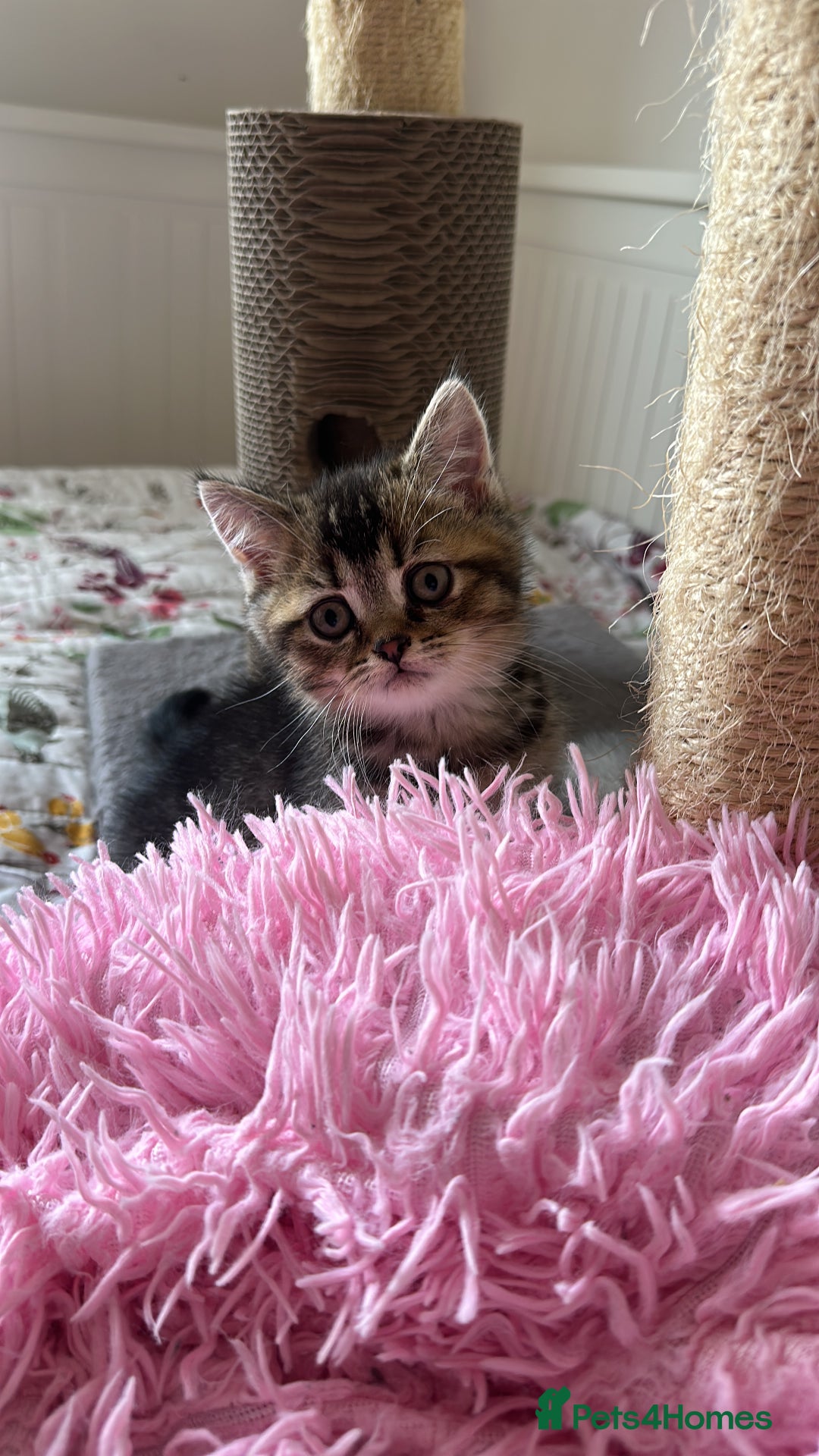 British Shorthair cats for sale: 5 Adorable British Shorthair Kittens - Image 27