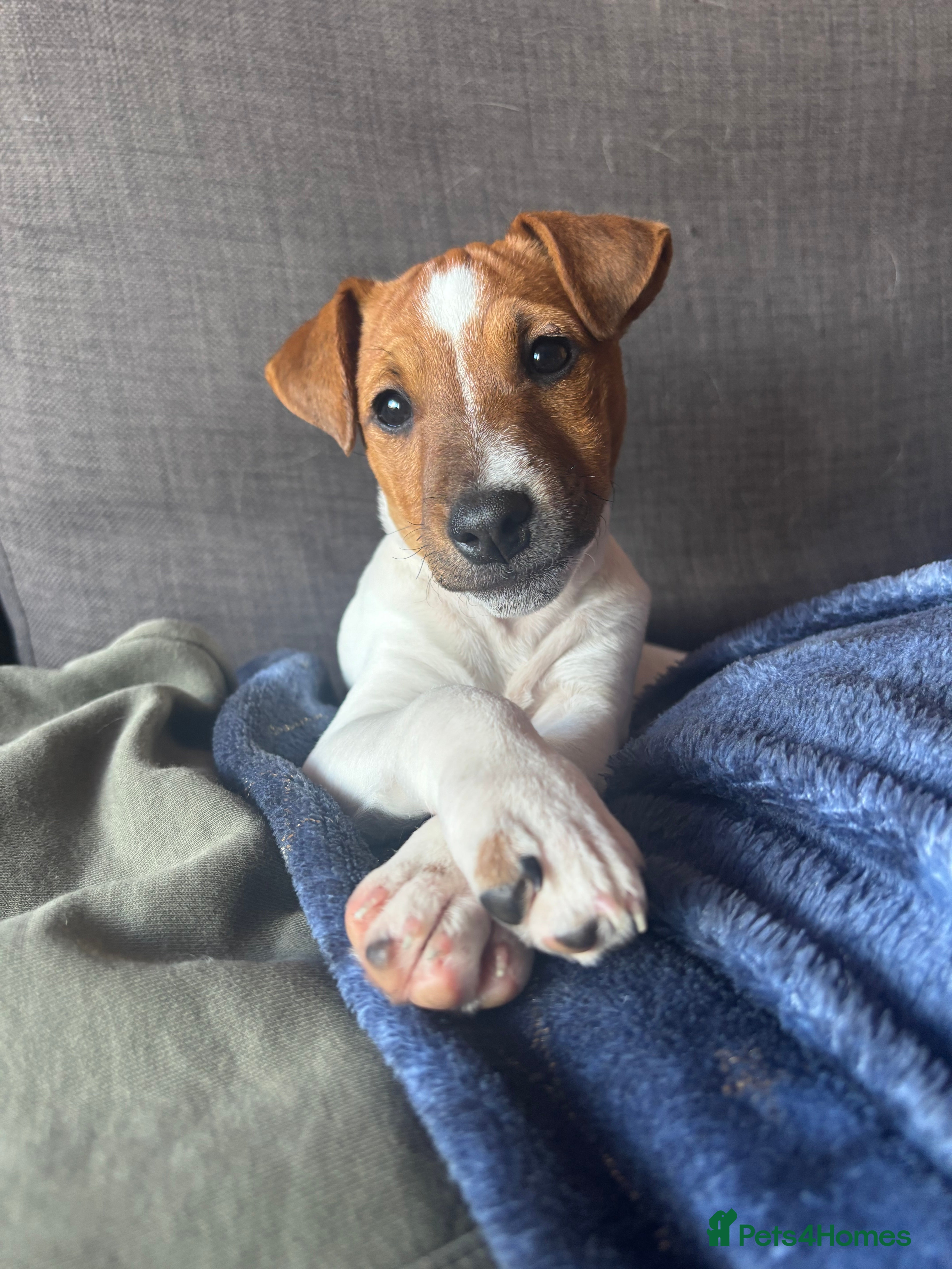 Jack Russell dogs 6 months toilet trained  - Advert 2