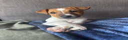 Jack Russell dogs for sale: 6 months toilet trained  - Advert 1