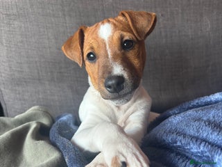 Jack Russell dogs 6 months toilet trained - Advert 1